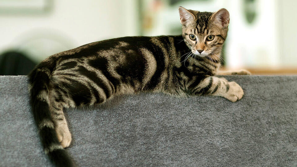 Фото: © www.globallookpress.com/S. Klewitz-Seemann/blickwinkel