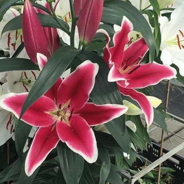 Фото из свободного доступа