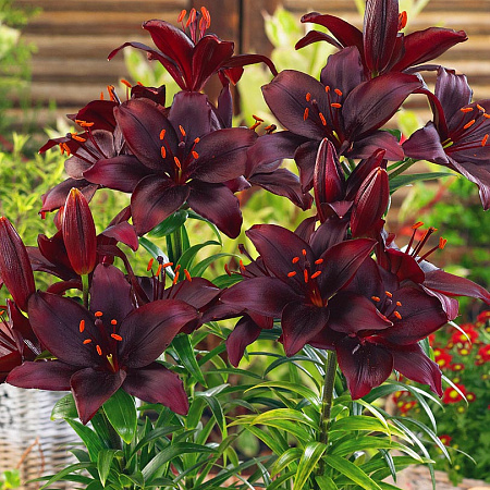 Фото из свободного доступа