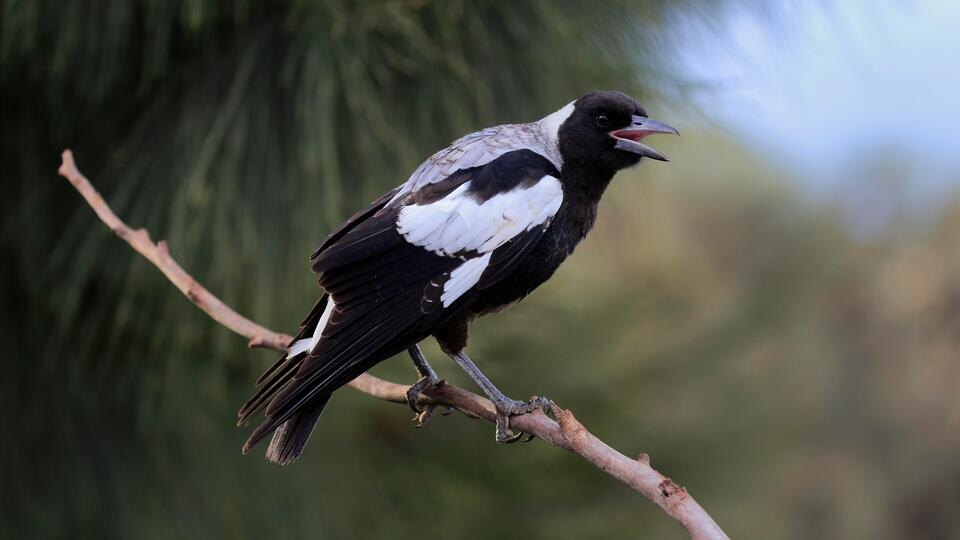 Фото: © www.globallookpress.com/Jürgen & Christine Sohns