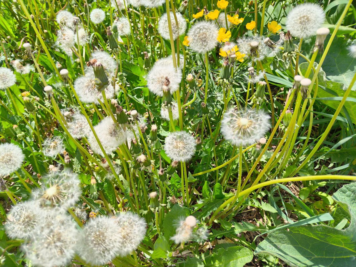 Фото автора.