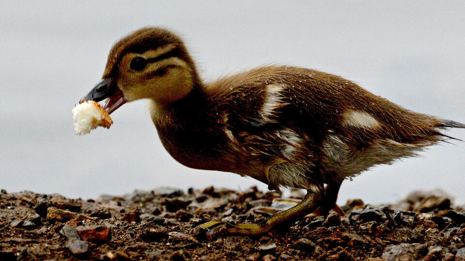 Фото: © РИА Новости/Виталий Аньков