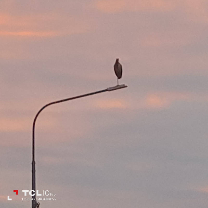    Одинокого аиста заметили в деревне Карелиипаблик «Подслушано в Олонце | Олонец | Олонецкий район»