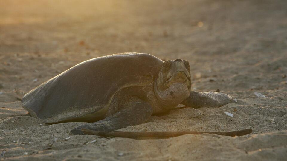 Фото: © www.globallookpress.com/C. Leithold/blickwinkel