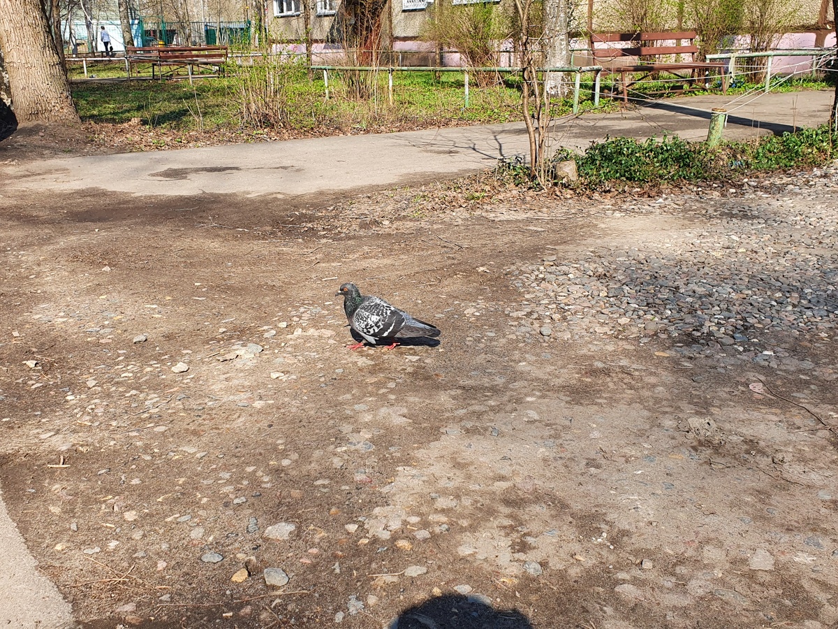 Убегающий от невзгод Курлык)