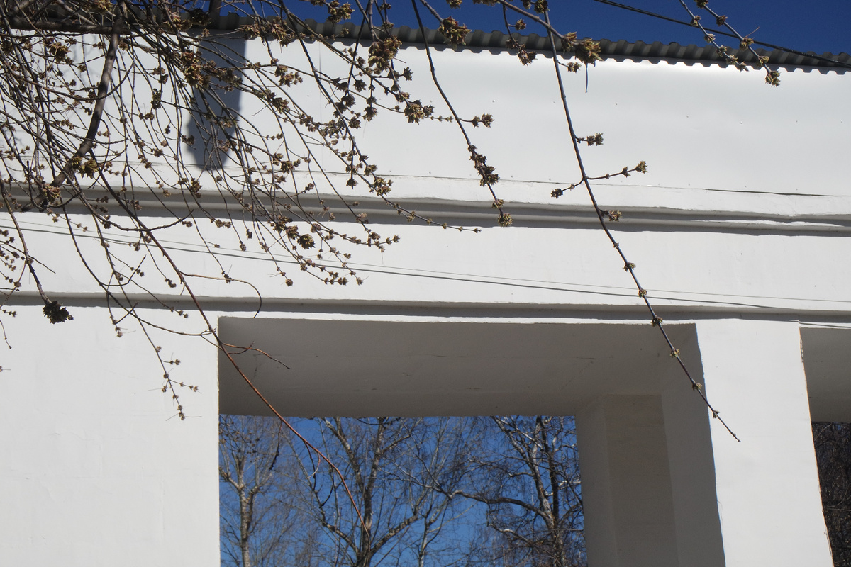 клёны распушились невероятно в эти тёплые дни!..