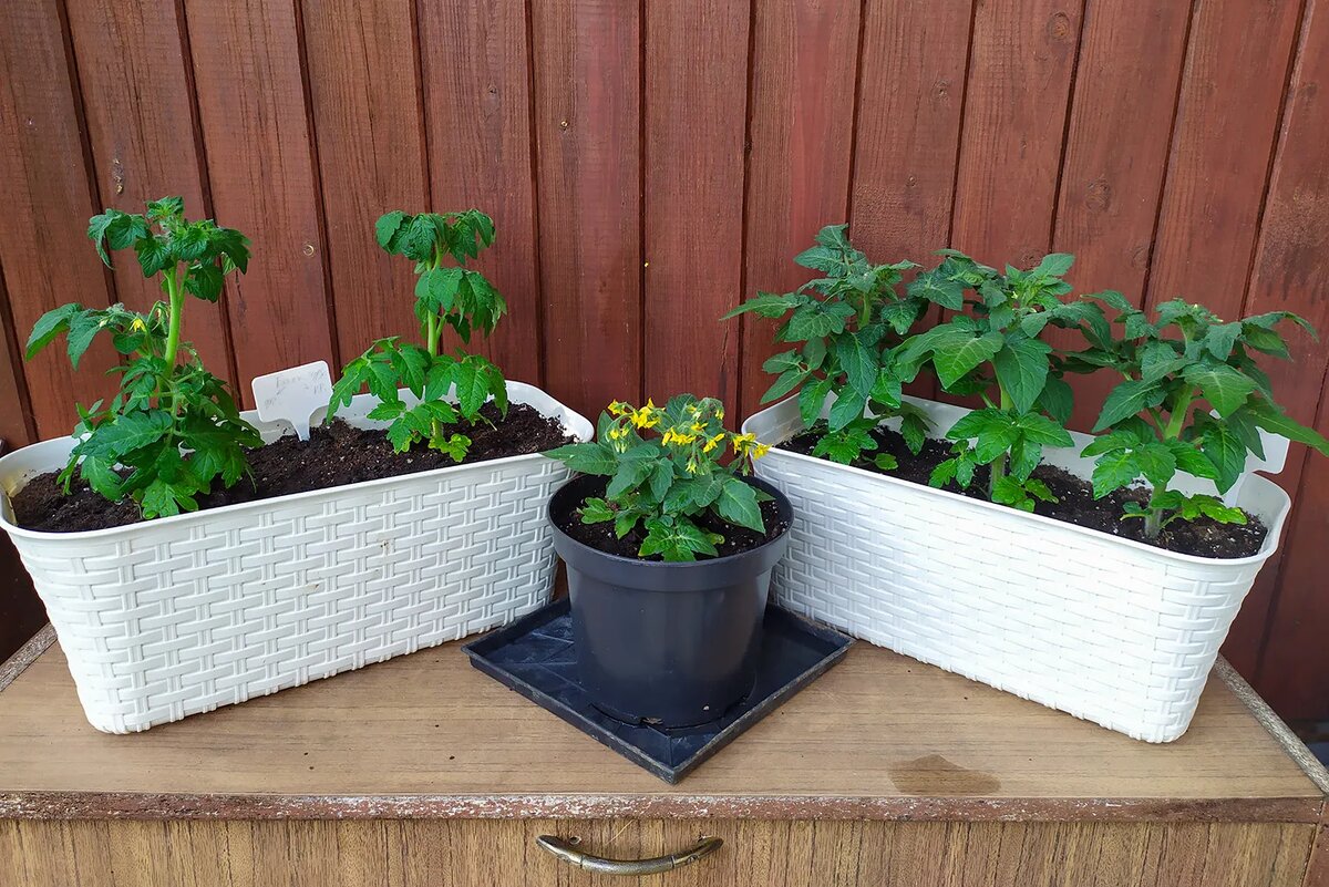 Невысокие томаты подходят для выращивания в кашпо