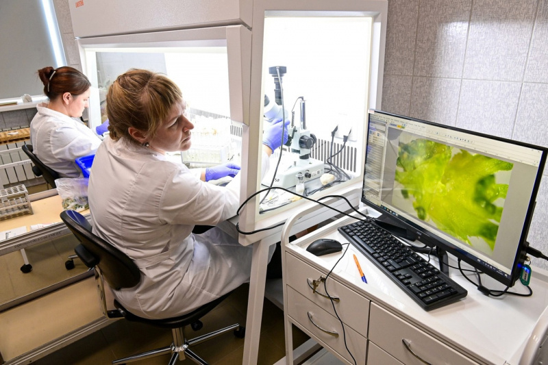    Картофель в пробирках стали выращивать в Карелиипаблик "Карельский научный центр РАН"