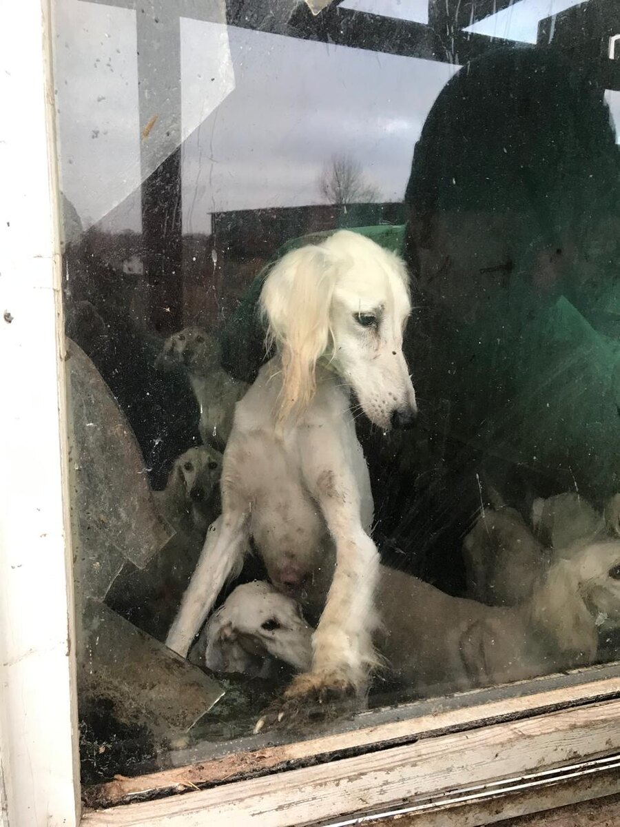 Концлагерь для собак(((