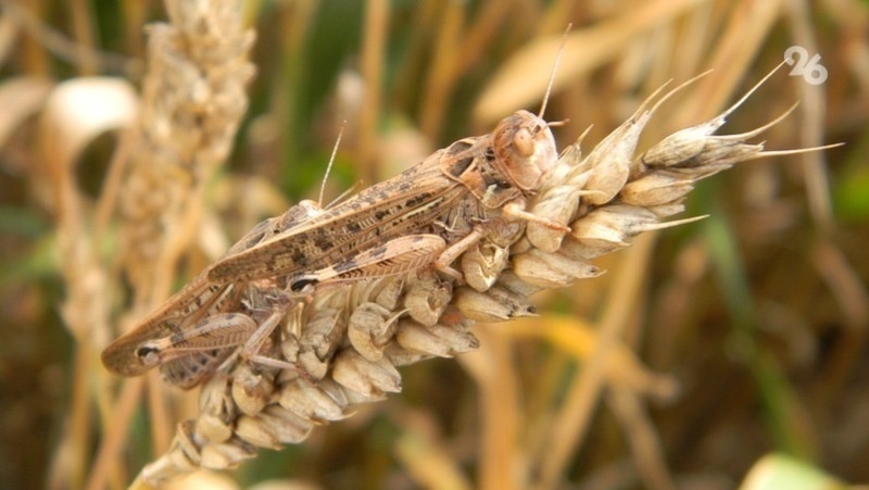      Фото: ИА «Победа26»