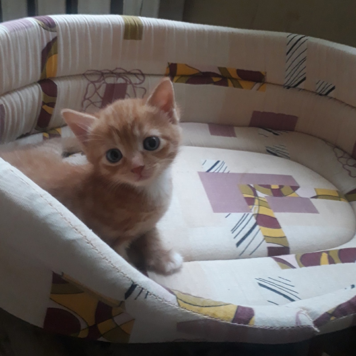 Маленькая Кики