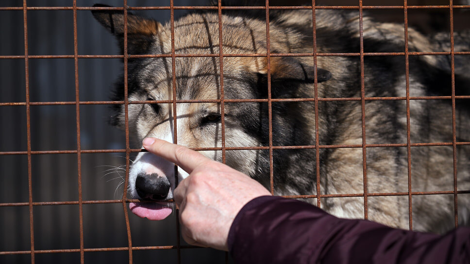 Фото: Евгений Разумный / Коммерсантъ