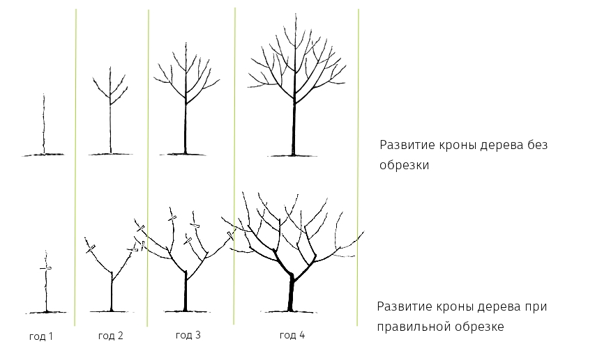 Важность весенней обрезки. Источник фото: https://gazony.ru/advice/ukhod-za-rasteniyami/obrezka-derevev-vesnoy/