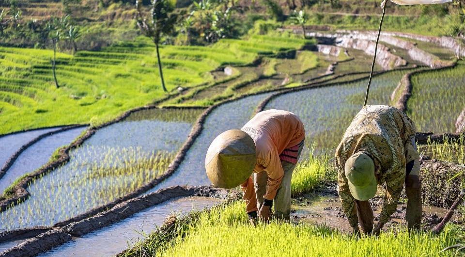  Heri Nugroho / Wikimedia Commons