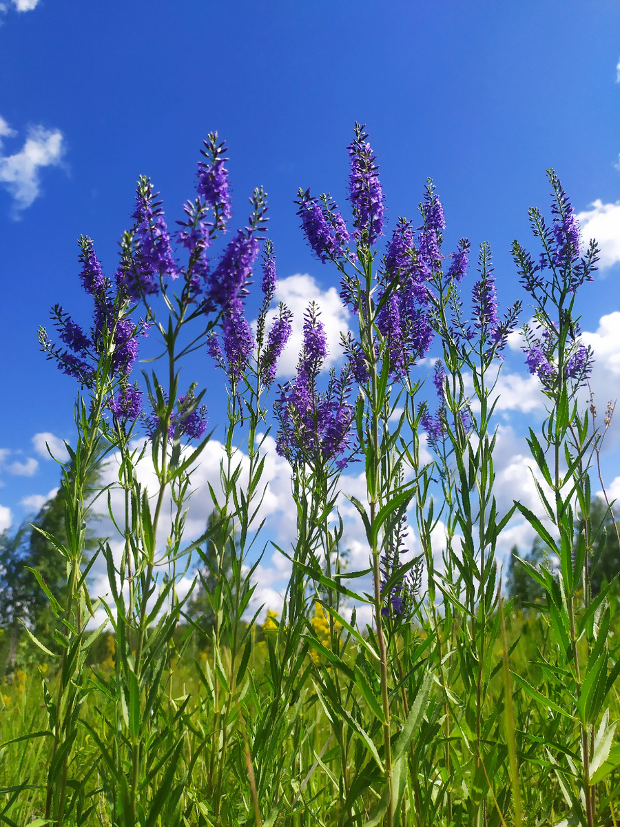 Новосибирская область. Лето 2023. Вроде обычные цветы, но в то же время очень красивые. А небо какое... Смотришь на это все, и благостью наполняешься. Спасибо тому, кто создал этот мир.