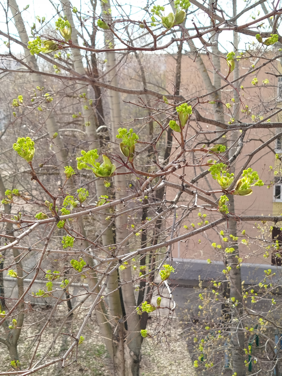 Клён остролистный. Фото автора.