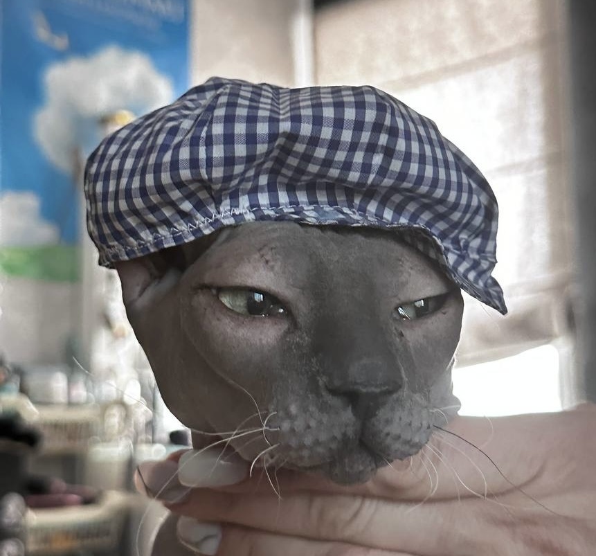 Через 8 месяцев после появления Йоды дочь увидела объявление, где отдавали котенка. Он был такой некрасивый( нам так казалось), что дочь умоляла его забрать.Мы с мужем не смогли отказать. И вот у нас поселился Бакс( кстати, мама у него- маленькая серная кошечка, а папа- мейн- Кун😳).И он не мне любим, чем Йода, но этот кот больше дочери и мужа, но за лаской приходит только ко мне😁Мы и не думали, что из этого союза получится такая красота! Недавно у нас поселился  джунгарский хомяк Рётте.