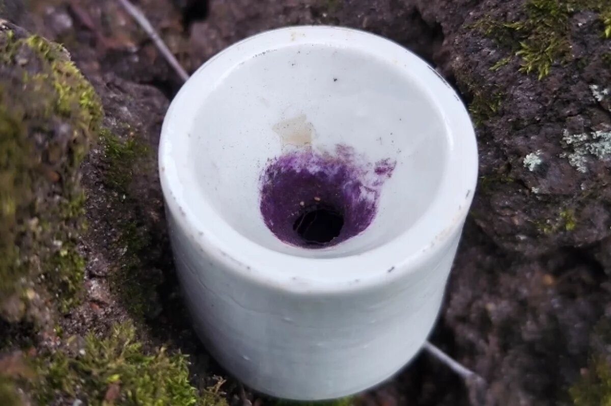    В Тверской области нашли фарфоровую чернильницу времён ВОВ