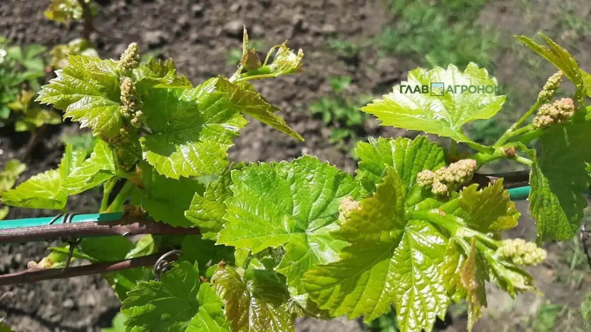 Фото:© Светлана Даренских / Glavagronom.ru
Комиссия ЕС представила в Брюсселе стратегию поддержки винодельческой отрасли