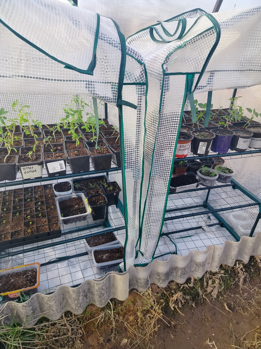 Теплицы в теплице.