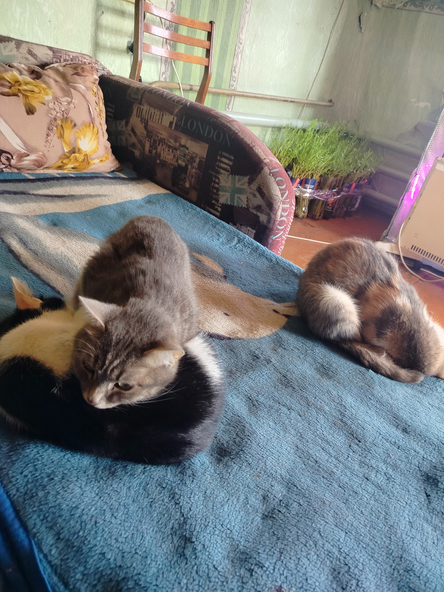 Спят, делают вид, что они не причем.