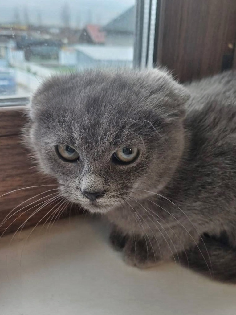 Контакты волонтера https://vk.com/ptic2 (Татьяна Лукина)