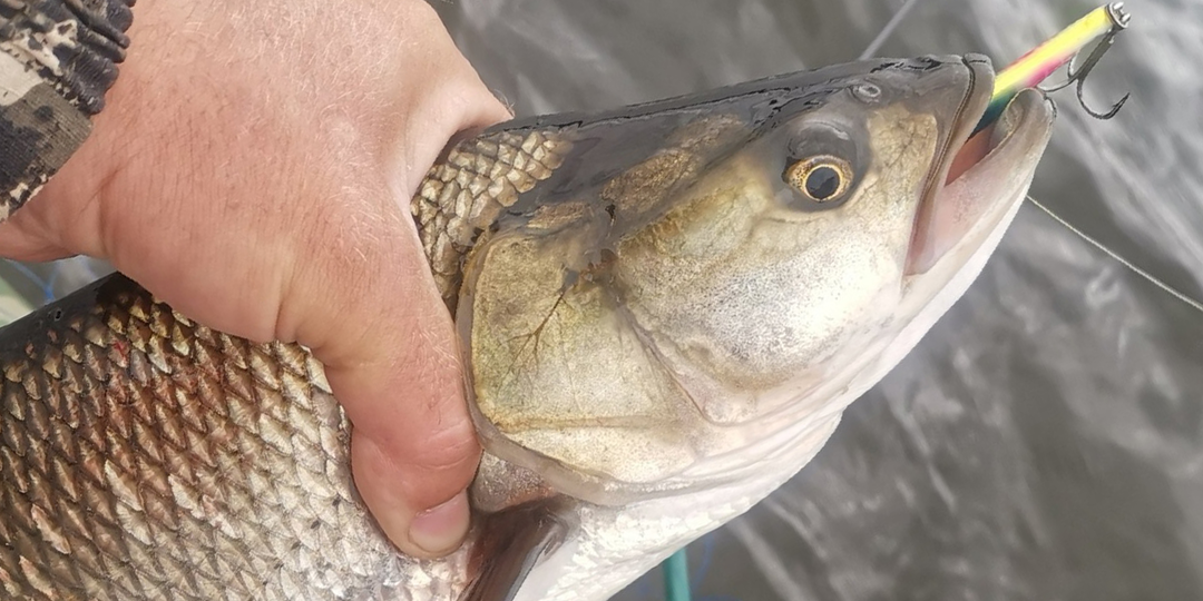 Топ 3 приманок на жереха. От Петровича