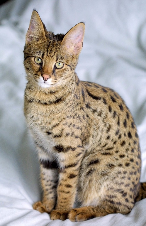 Саванна в четыре месяца. Фото из интернета. 