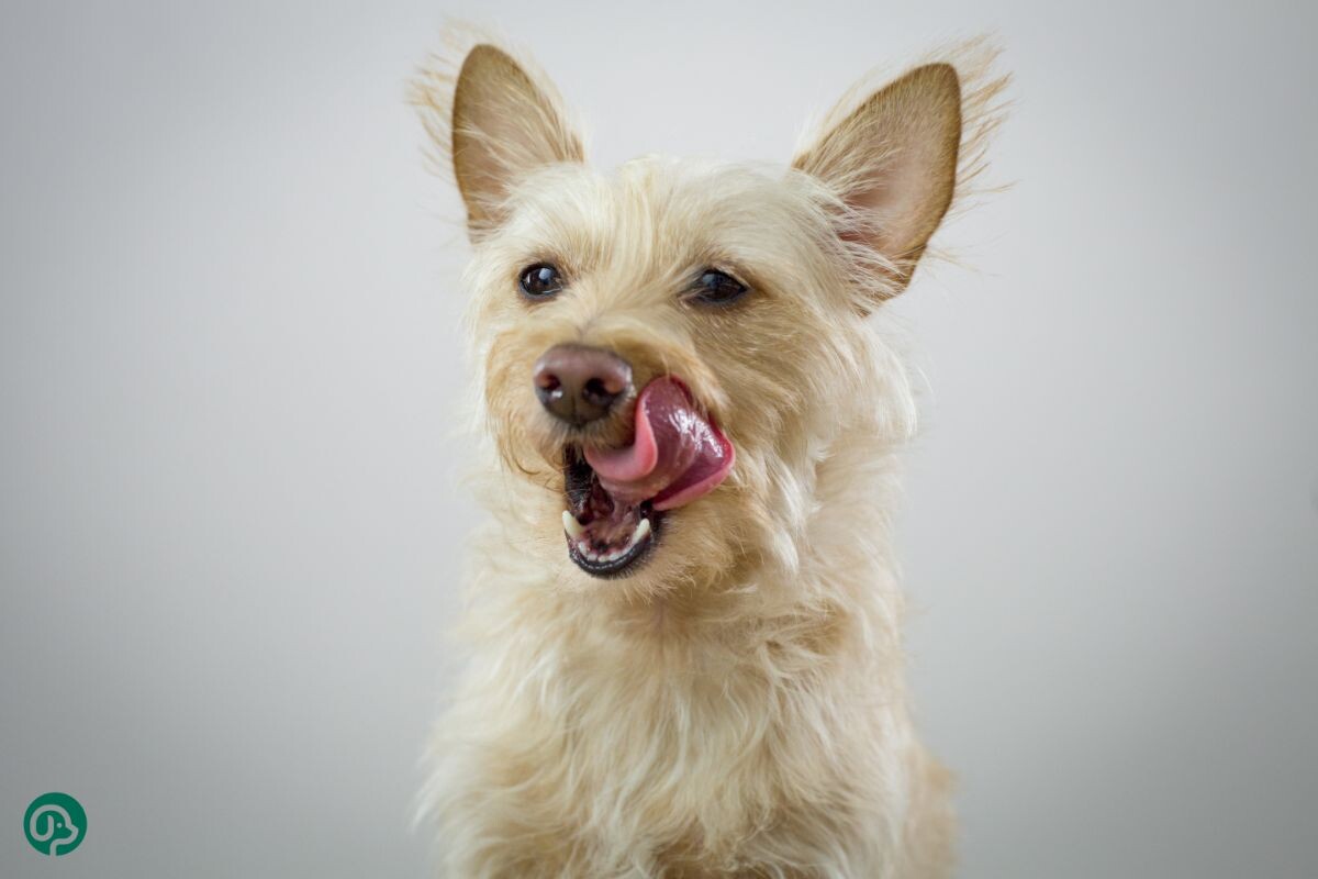 Почему собака постоянно облизывается