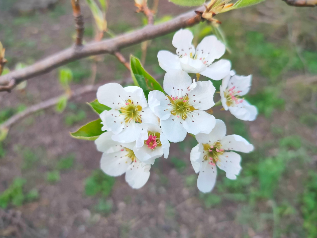 Груша цветёт. 