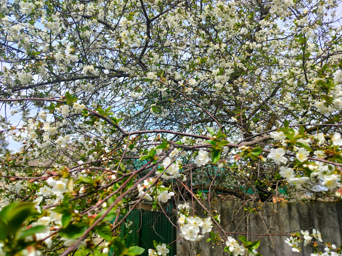Вишня в цвету. 