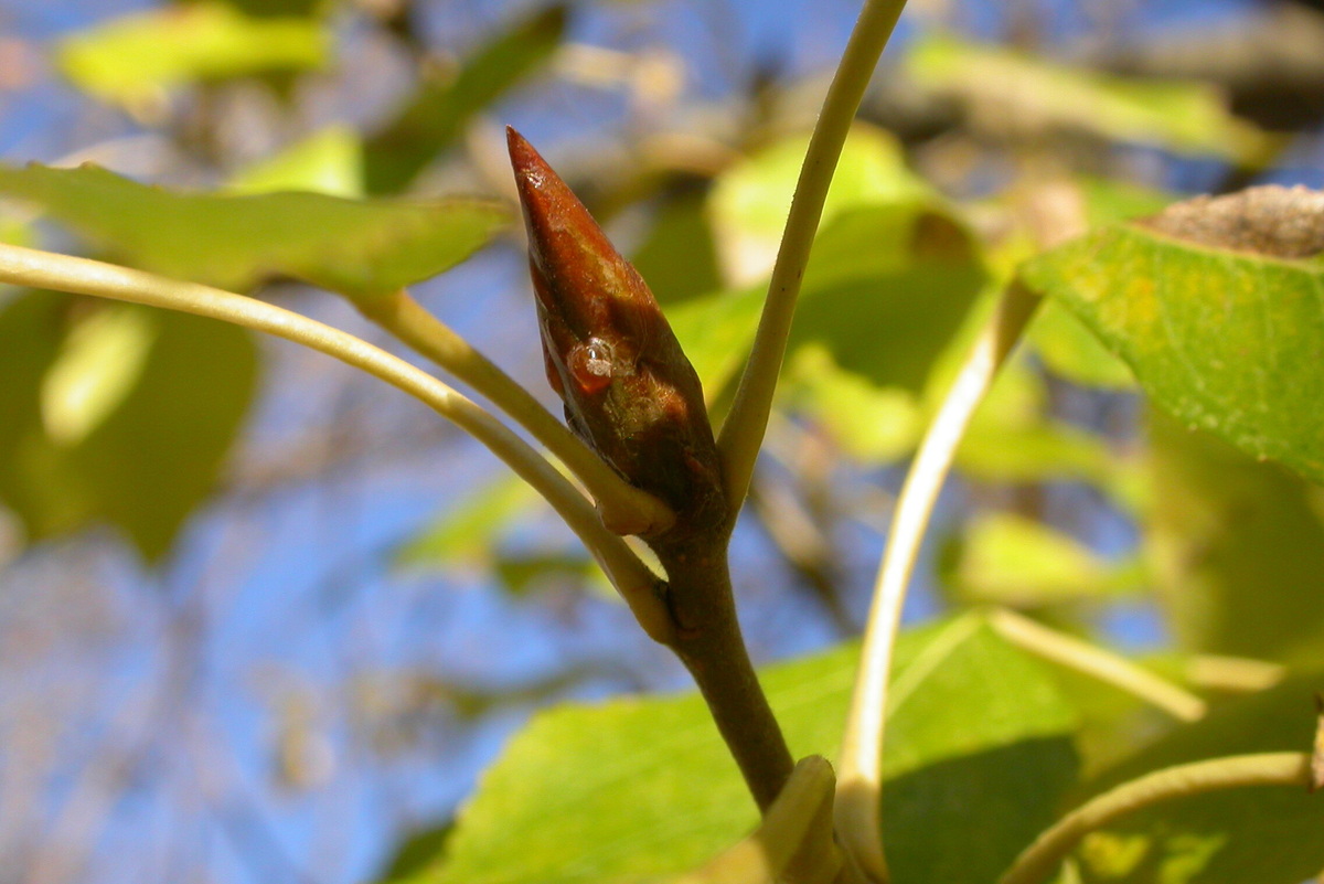     Что делать, если влипли: как отстирать следы от тополиных почек в домашних условиях