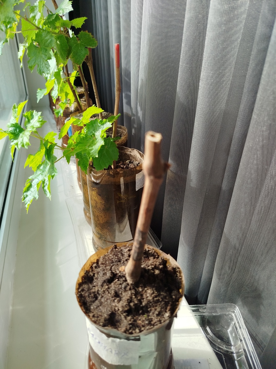 Фото подписчика