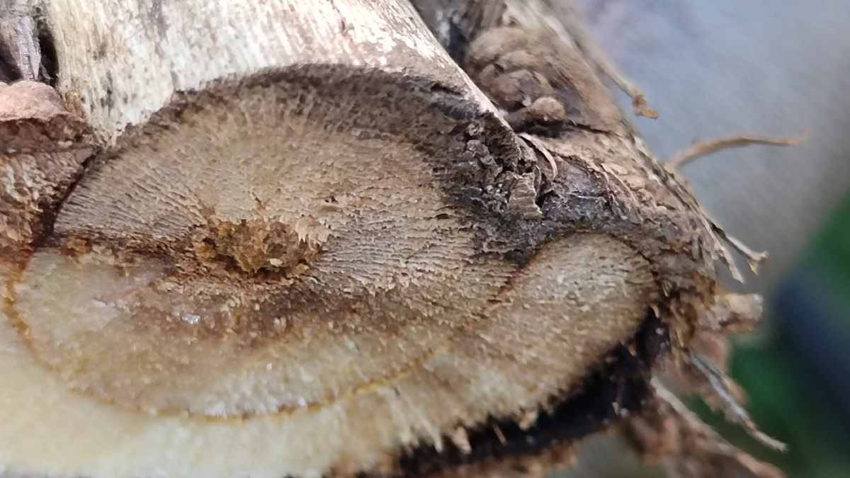 Срез удаленного рукава. хорошо видно, что он работает всего на 30 - 40%. 