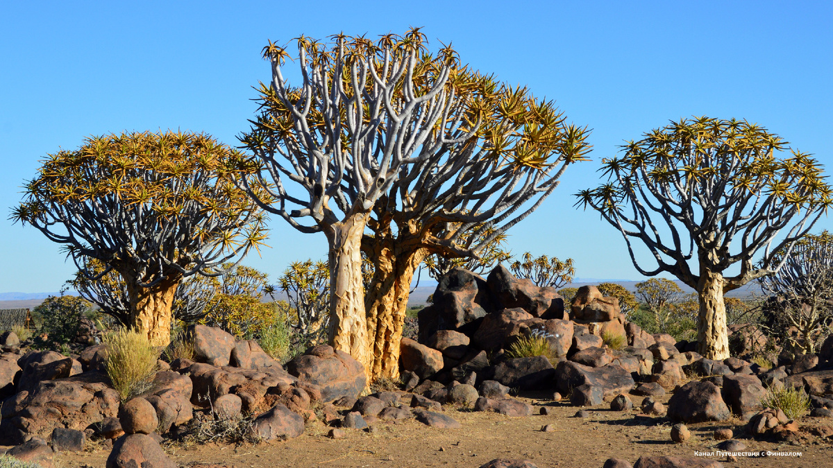 Алоэ дихотомическое (Колчанное дерево) 