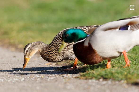 Фото: Colombe Photographie / Shutterstock / FOTODOM
Утки способны проглотить мелкие камни и песок — с их помощью пища в желудке измельчается и лучше переваривается