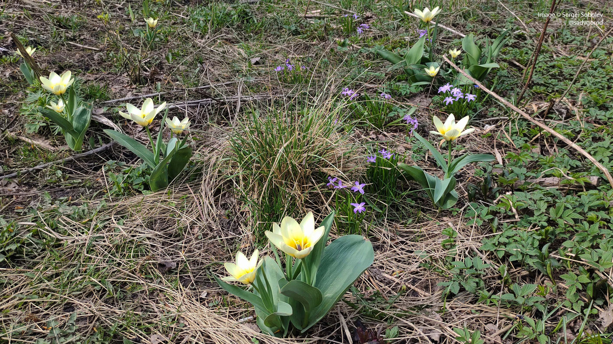 Тюльпан 'Concerto'. 6 фото.