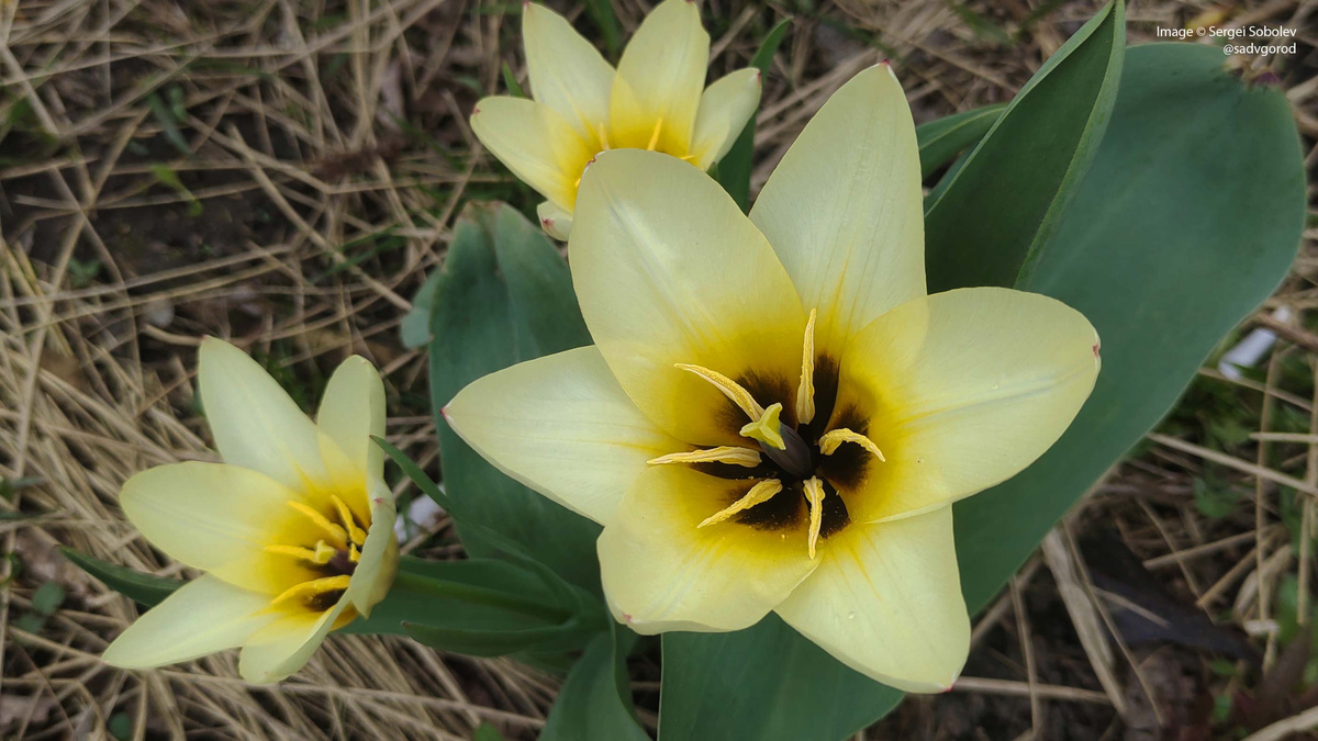 У сорта интересная тёмная серединка. Довольно редкое цветовое сочетание для тюльпана.