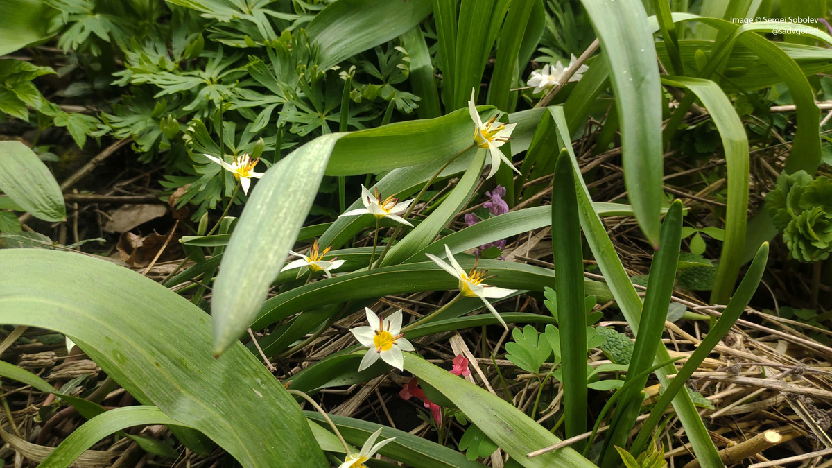 Тюльпан туркестанский (Tulipa turkestanica).