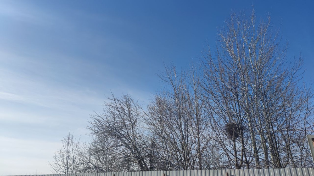 Гнездо рядом с домом, прямо забором на тополе свили. Как думаете, что за птицы? Ответ есть на шестиминутном видео - мое первое видео на этом канале.