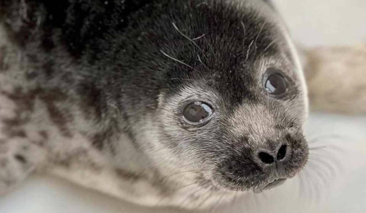     Нерпенок. Источник: kp.ru Автор фото: Пресс-служба МУП "Водоканала"