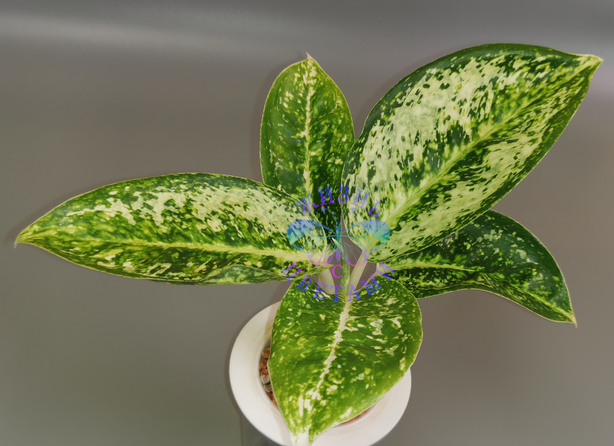 1 фото Аглаонема Белая Роза 2000 растим шестой лист.