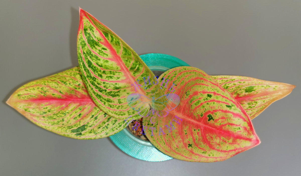 Аглаонема Ред Легаси 1800 