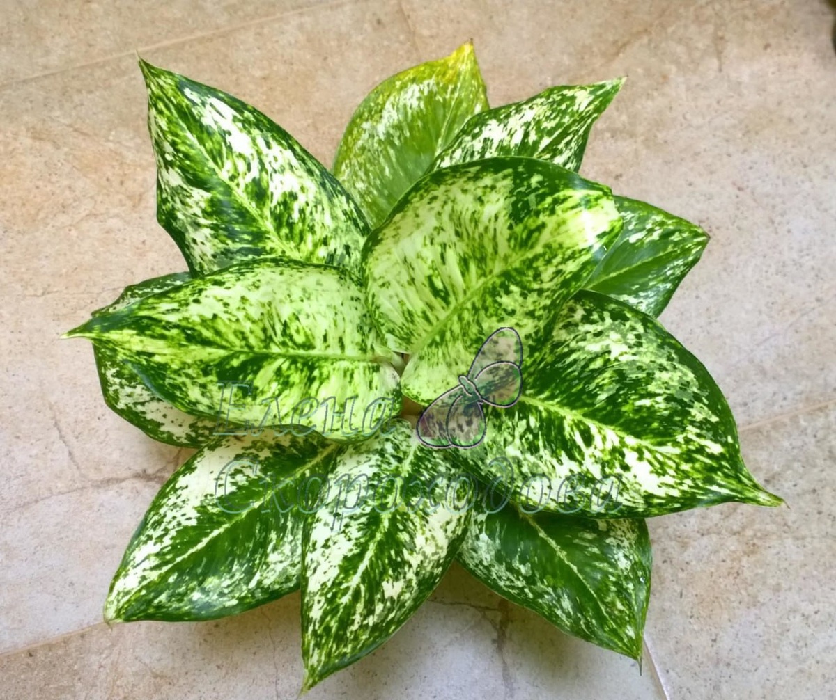 2 фото Аглаонема Белая Роза материнское растение