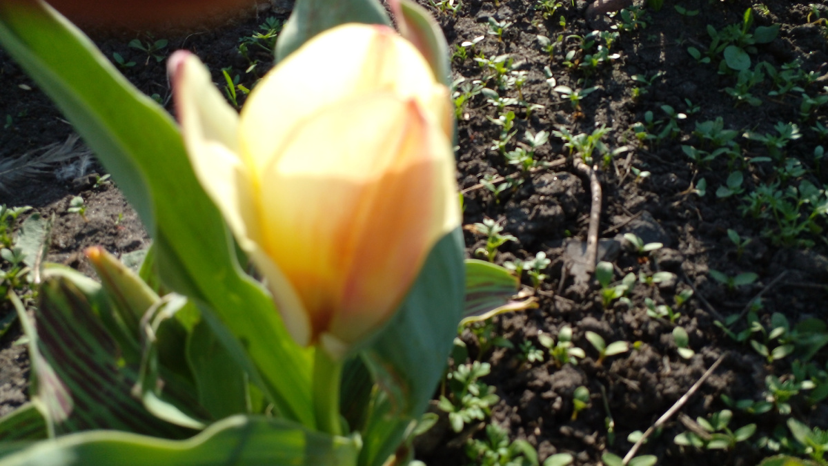 От горшка два вершка