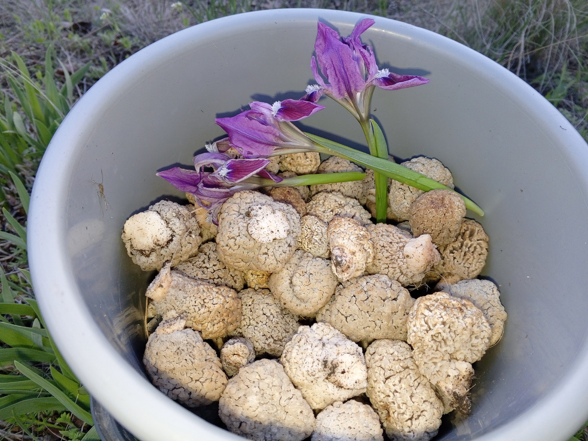 Степные сморчки. Фото авторов