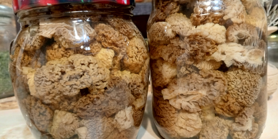 Маринованные степные сморчки: закуска от которой слюнки потекут