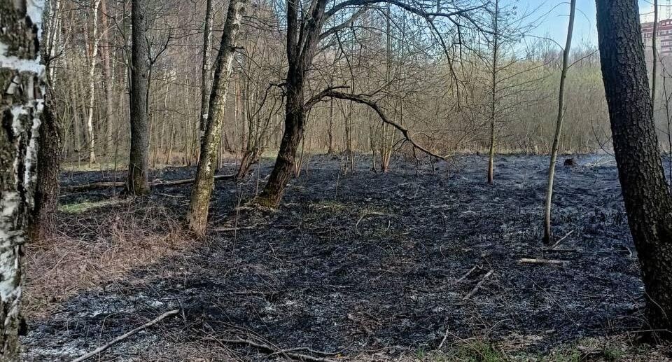    Комитет лесного хозяйства Московской области