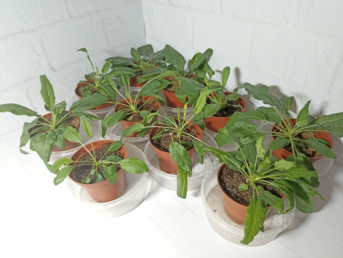 Шалфей пышный. 18 апреля 