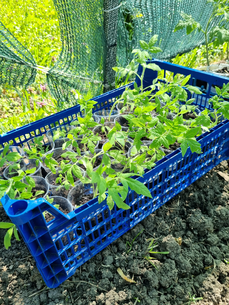 Сдыхлики, которые уже не очень сдыхлики